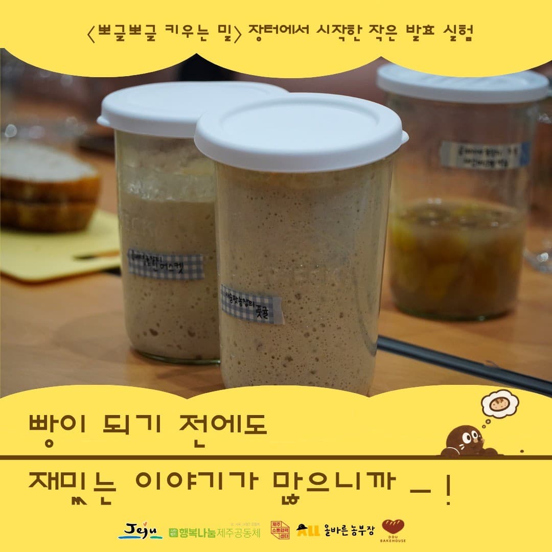 [🫧뽀글뽀글 키우는 밀🫧] 장터에서 시작한 작은 발효 실험